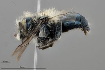 Media type: image;   Entomology 610958 Aspect: habitus lateral view